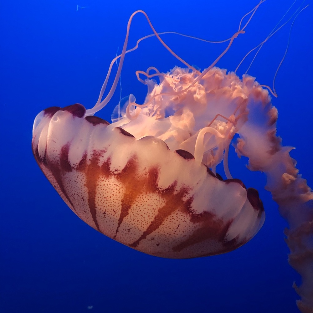 Meet your Posher, Erica